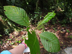 Palicourea suerrensis