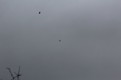 Corvus corax principalis