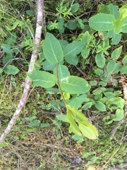 Lonicera hispidula