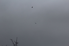 Corvus corax principalis