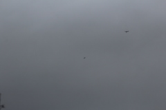 Corvus corax principalis