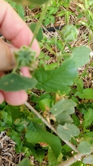 Abutilon berlandieri