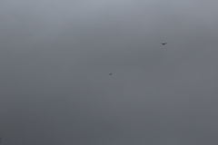 Corvus corax principalis