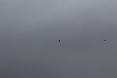 Corvus corax principalis