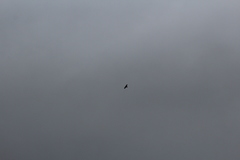 Corvus corax principalis