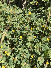 Acmispon wrangelianus