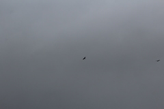 Corvus corax principalis