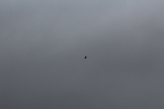 Corvus corax principalis