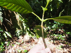 Palicourea suerrensis
