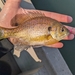 Northern Bluegill - Photo (c) qfc79, some rights reserved (CC BY), uploaded by qfc79