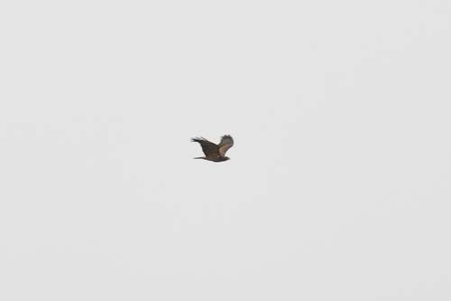 Wahlberg's Eagle (Hieraaetus wahlbergi)