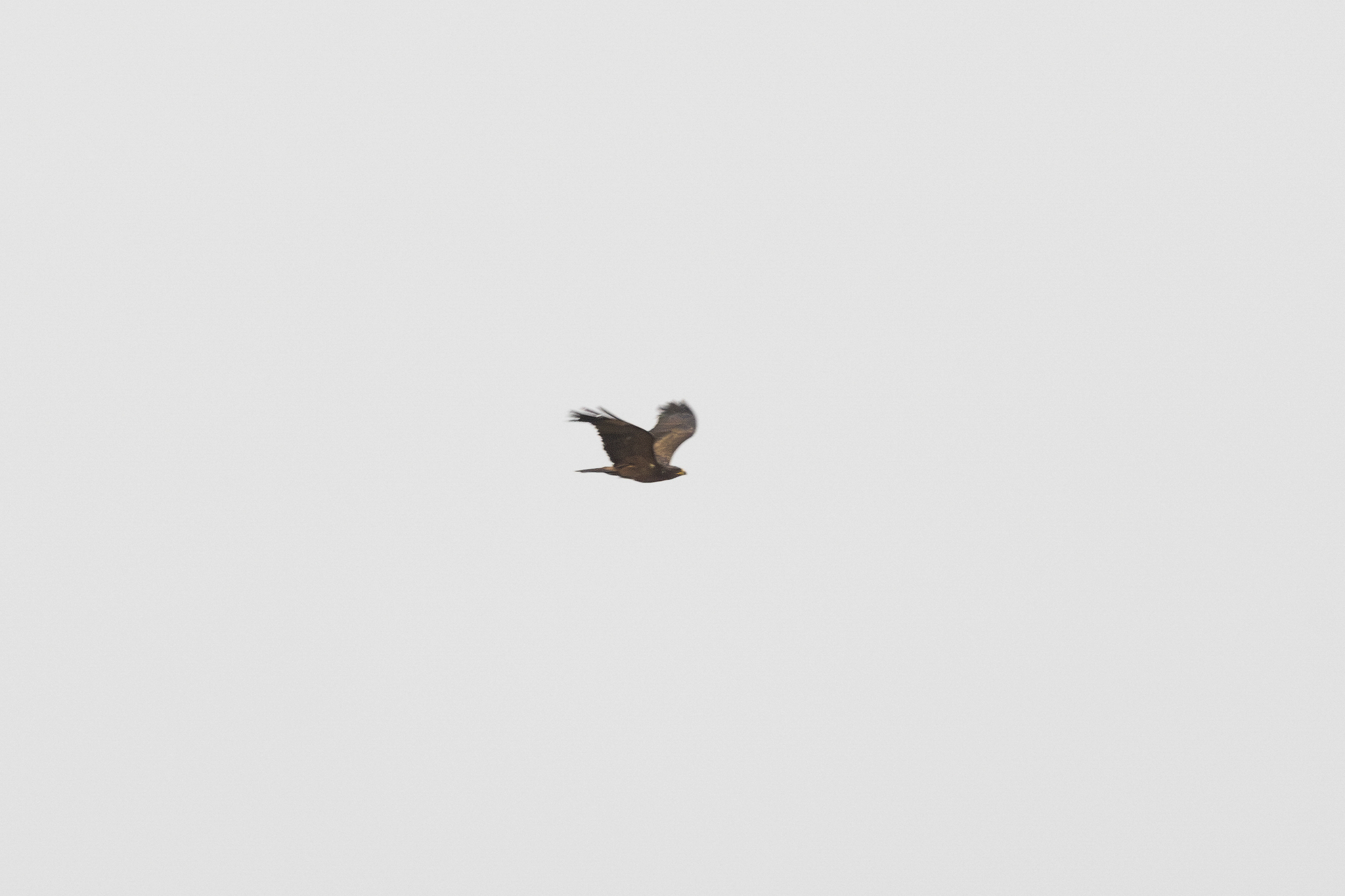 Wahlberg's Eagle (Hieraaetus wahlbergi)