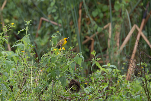 Northern Brown-throated Weaver (Ploceus castanops), photo 4