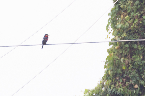 Double-toothed Barbet (Pogonornis bidentatus), photo 8