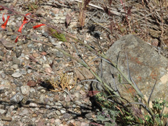 Penstemon subulatus