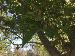 Morus nigra