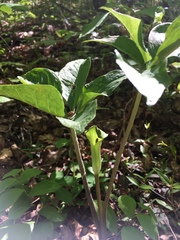 Arisaema triphyllum
