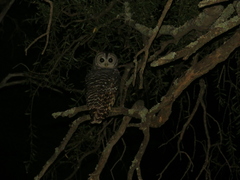 Strix chacoensis