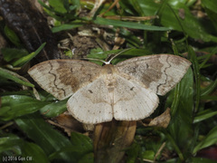Scopula urnaria