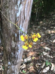 Trichocentrum cebolleta