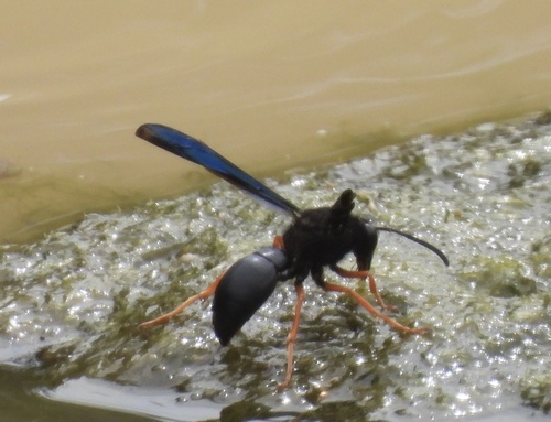 Hypodynerus andeus