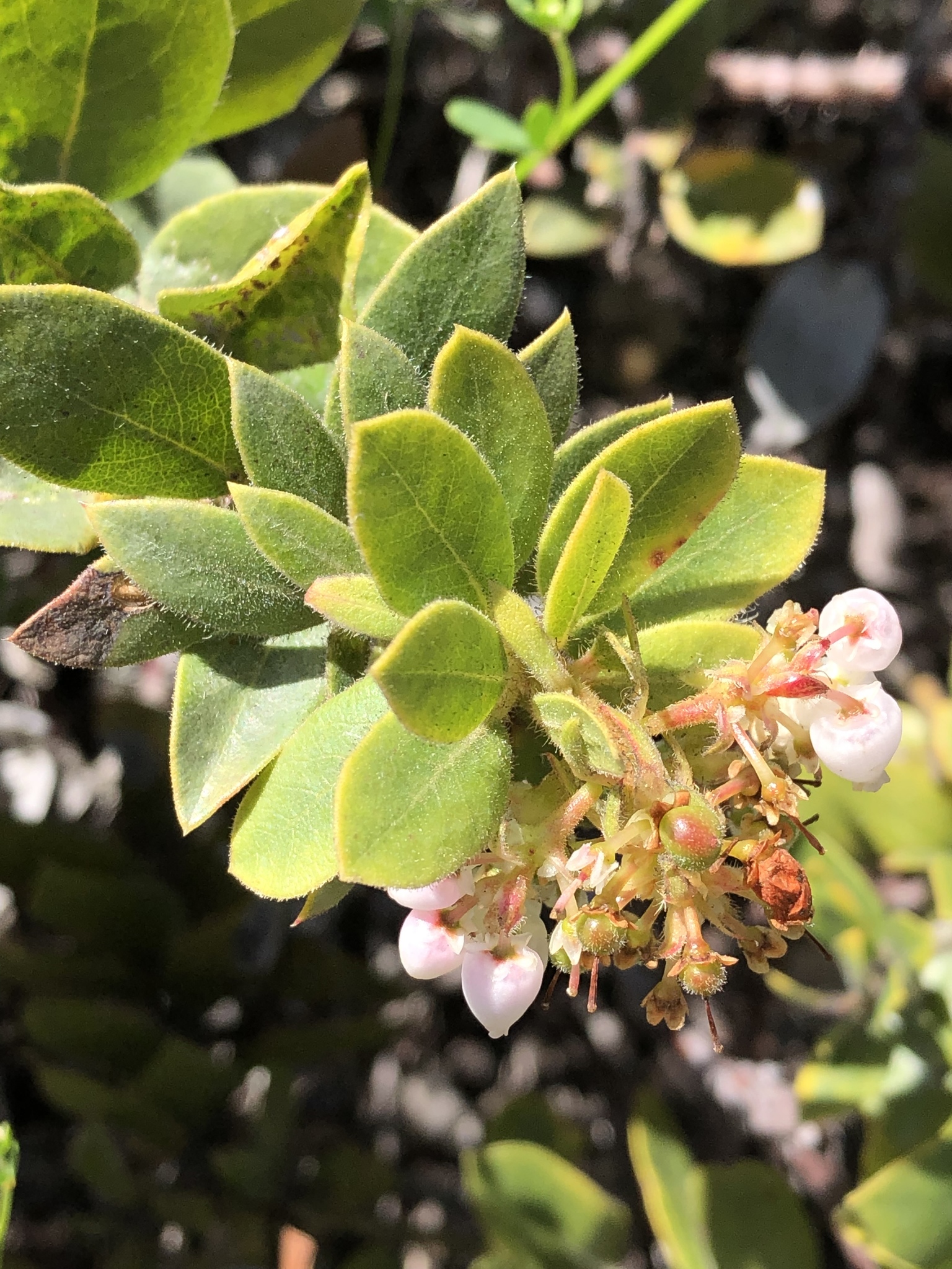 Arctostaphylos tomentosa ssp. bracteosa