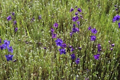 Delphinium decorum