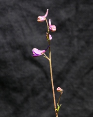 Delphinium decorum