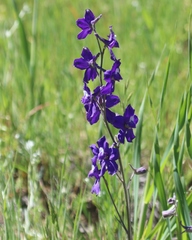 Delphinium decorum