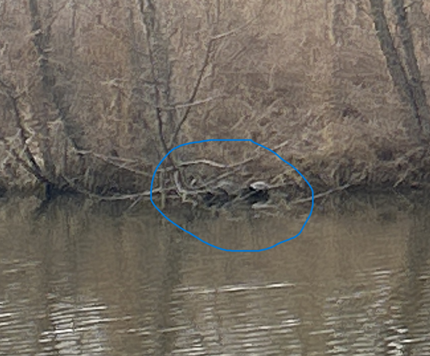 Pond and Box Turtles in February 2024 by kananbell. Ecosystem Type ...