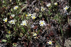 Malacothrix floccifera