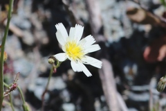 Malacothrix floccifera