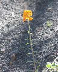 Erysimum capitatum capitatum