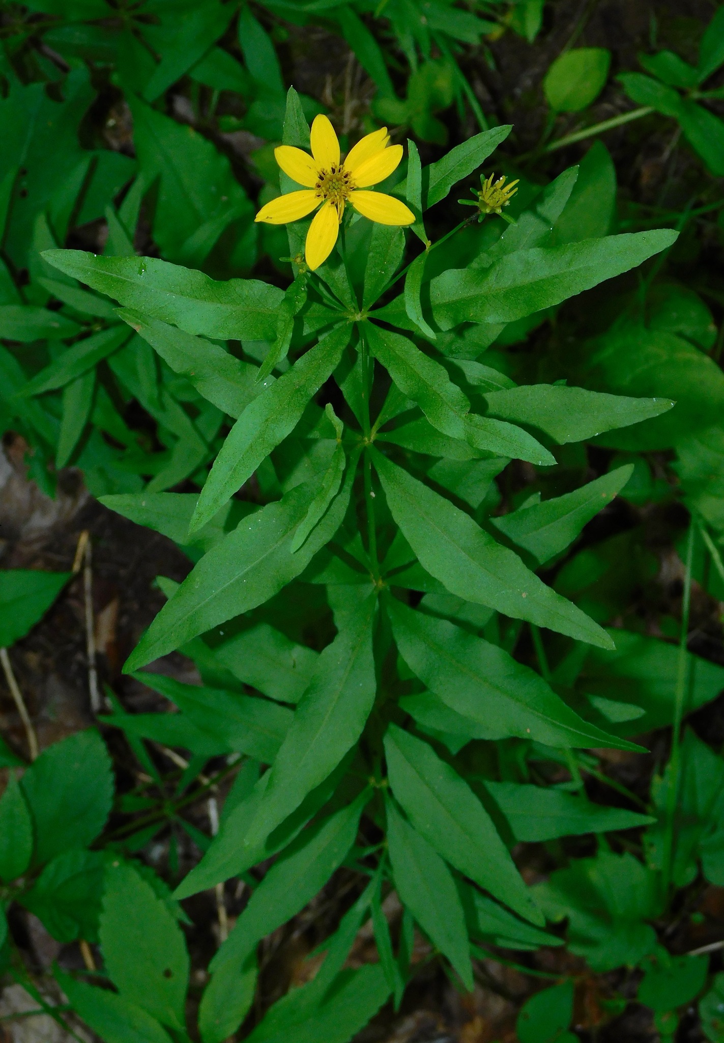 Coreopsis major