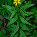 Coreopsis major - Photo (c) Michael J. Papay, alguns direitos reservados (CC BY), uploaded by Michael J. Papay