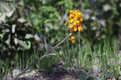 Erysimum capitatum capitatum