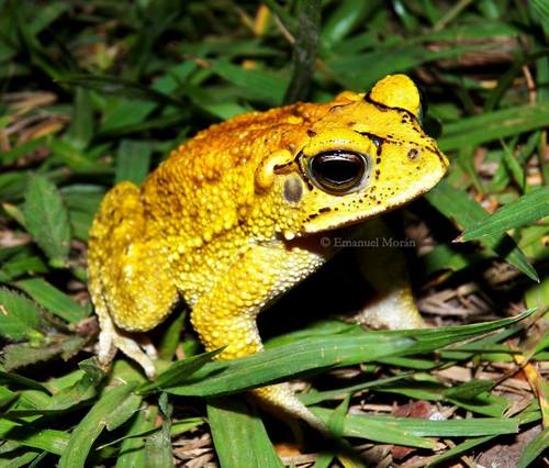 Yellow Toad