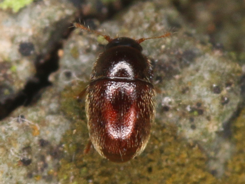 Nossidium