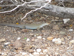 Ameiva bifrontata