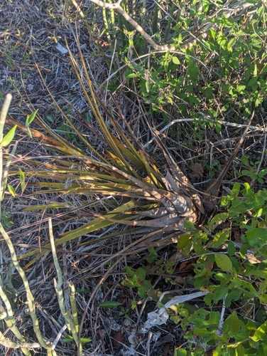 Tillandsia dasyliriifolia, photograph 6