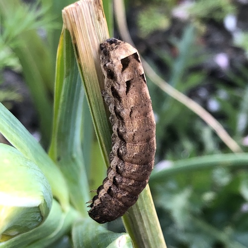 Lesser Yellow Underwing, photo 2 of 10