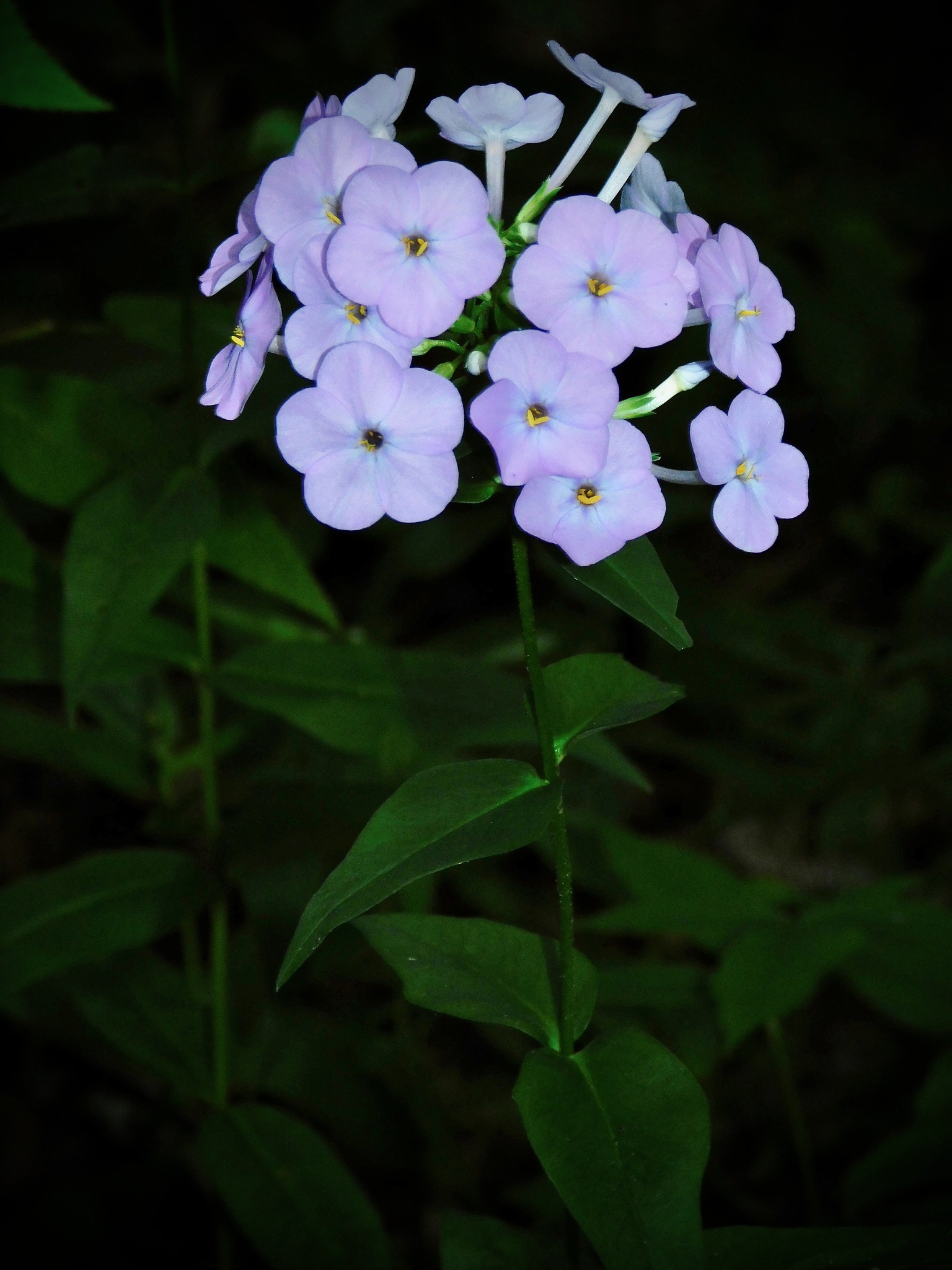 Phlox carolina