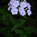 Thickleaf Phlox - Photo (c) Michael J. Papay, some rights reserved (CC BY), uploaded by Michael J. Papay
