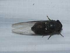 Cryptotympana aquila