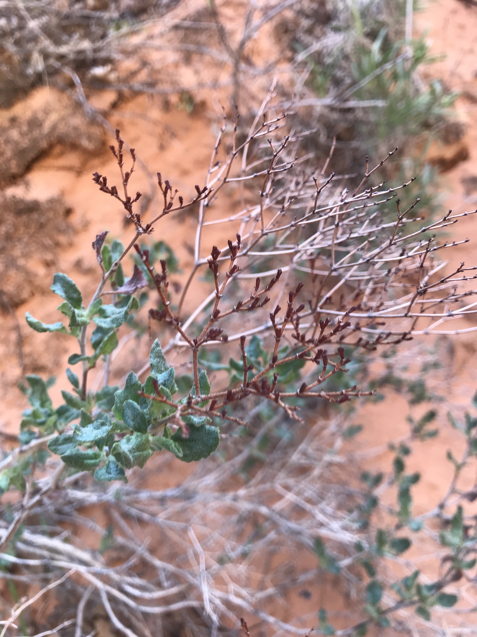Eriogonum corymbosum var. corymbosum