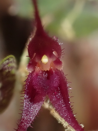 Gravendeelia chamaelepanthes, photograph 6