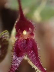 Gravendeelia chamaelepanthes, photograph (c) Nolan Exe, some rights reserved (CC BY)