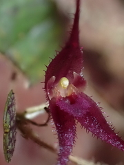 (c) Nolan Exe, some rights reserved (CC BY) Gravendeelia chamaelepanthes, photograph (c) Nolan Exe, some rights reserved (CC BY)