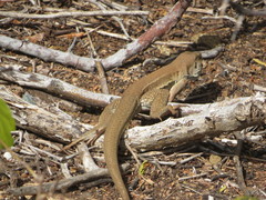 Ameiva bifrontata