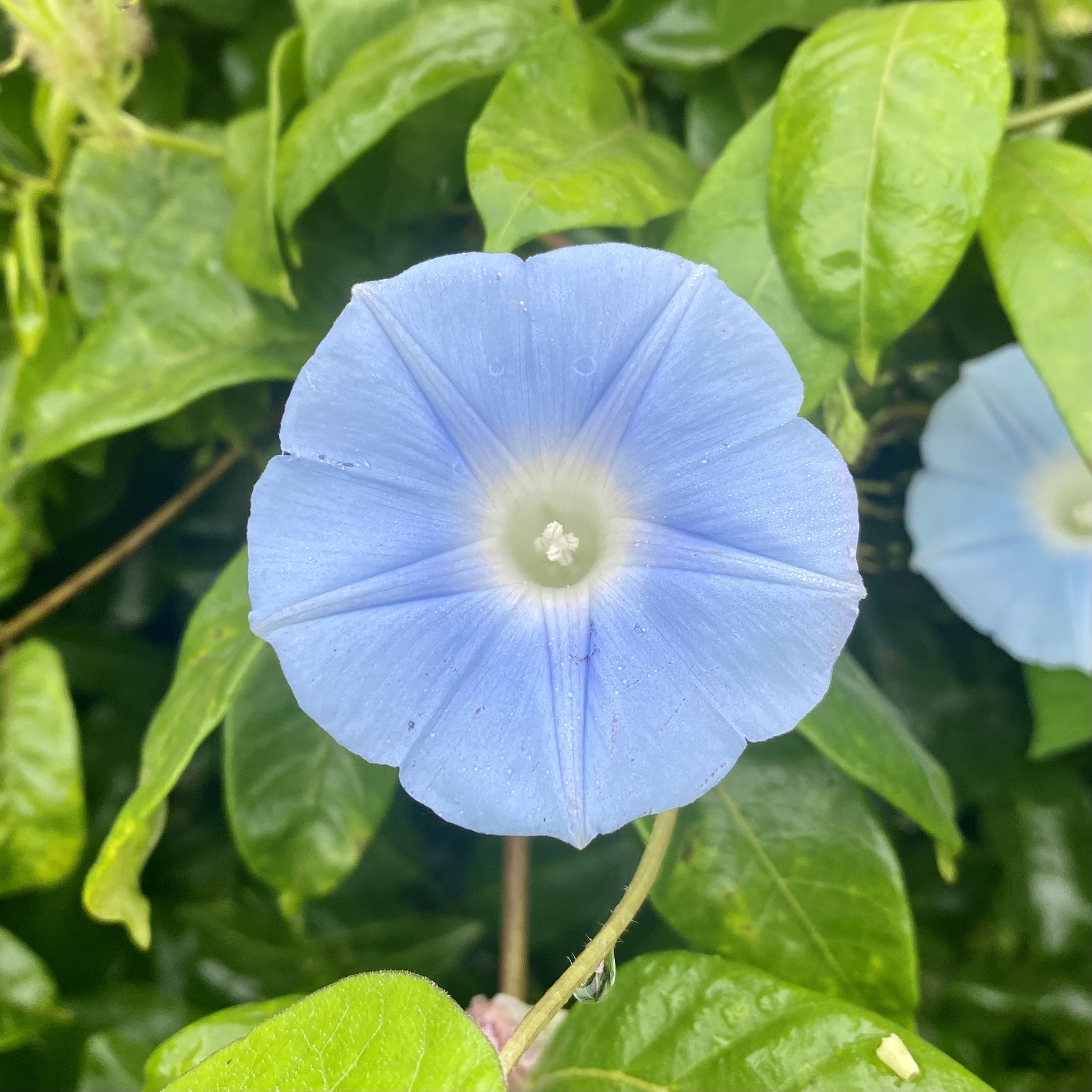 Ipomoea nil